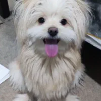 پامر خرسی میکس شیتزو