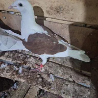 کبوتر|پرنده|بهبهان, |دیوار