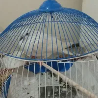 کبوتر فروشی