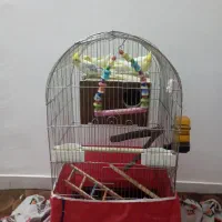 3 عدد عروس هلندی لوتینو نر و ماده دو کته