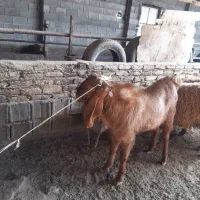 دبر پاکستانی|حیوانات مزرعه|شاهینشهر, گرگاب|دیوار