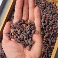 کشمش مویزی درجه یک بردسیر