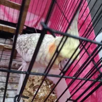 عروس هلندی ماده|پرنده|تهران, تولید دارو|دیوار