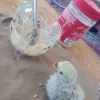 جوجه طوطی کوتوله فیشر خاص|پرنده|نجف‌آباد, کهریزسنگ|دیوار