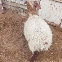 میش با بره|حیوانات مزرعه|معصومیه, |دیوار