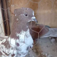 کفتر