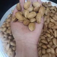 بادام تلخ