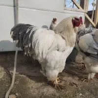 مرغ و خروس برهما|حیوانات مزرعه|گوراب زرمیخ, |دیوار