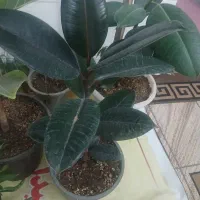 گلهای زیبا و جذاب