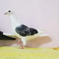 کبوتر.زاغ دم سفید کاکلی پشت گراف سبز