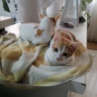 بچه گربه