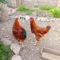 مرغ  وخروس|حیوانات مزرعه|نوشهر, |دیوار