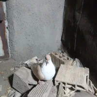 یک ساده کلاغ دم زرد نره|پرنده|مشهد, قائم|دیوار