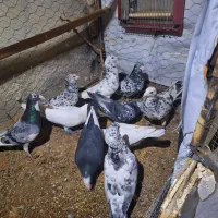 نر سارسرونج پرشی