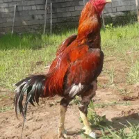 جوجه لاری اصل