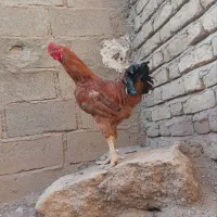 خروس دورگه