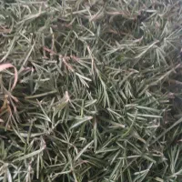 رزماری و قطره رزماری