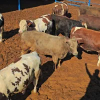 گوساله سیمنتال چاق|حیوانات مزرعه|کوهدشت, |دیوار