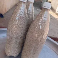 بذر خوراکی اصل