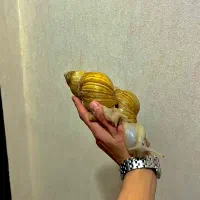 حلزون|خزنده|کرج, فاز ۳ گوهردشت|دیوار