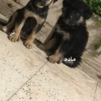 توله ژرمن شولاین و کلاسیک