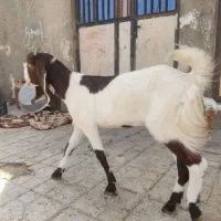 بز ماده گلابی