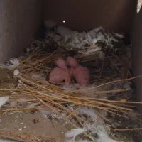 کبوتر طوقی|پرنده|شهرکرد, |دیوار