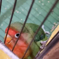 یک جفت طوطی برزیلی|پرنده|قم, شاه سید علی|دیوار