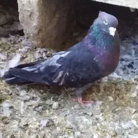 سرورآتشی|پرنده|کبودرآهنگ, |دیوار