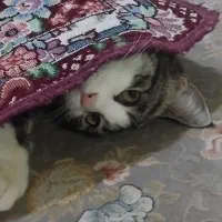 واگذاری رایگان گربه