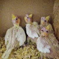 ع ر و س سرلاکی