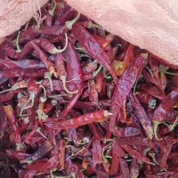 فلفل خشک، فلفل قرمز ، فلفل شاخ بزی، فلفل تند|عمدهفروشی|داراب, |دیوار