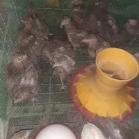 فروش خروس آمریکایی قرقا