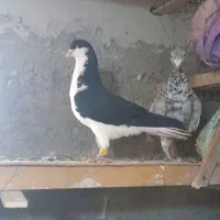 کبوتر بدرنگ و هفرنگ