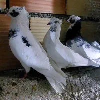کفتر نقش