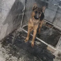 سگ ژرمن|سگ|بیستون, |دیوار