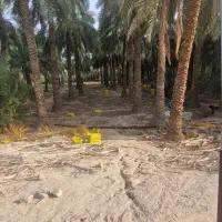 فروش خرمای مضافتی، خنیزی، کلوته