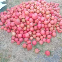 فروش انار ضایعات و سالم بصورت کلی و جزیی|عمدهفروشی|کوهنانی, |دیوار