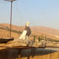 کبوتر|پرنده|شیراز, دست خضر|دیوار