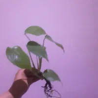 سینگونیوم/پتوس/برگ انجیری/آگلونما/قلمه|گل و گیاه طبیعی|تهران, شادآباد|دیوار