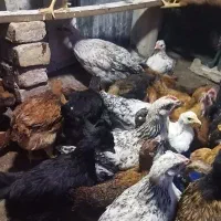 جوجه محلی