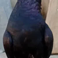 کبوترسیاه آبادانی|پرنده|امیدیه, |دیوار