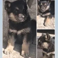 توله ژرمن|سگ|مشهد, امیریه|دیوار