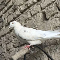 ماده چشم زرد عالی|پرنده|ایرانشهر, |دیوار