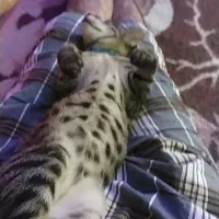 واگذاری گربه فوری|گربه|تهران, کیانشهر|دیوار