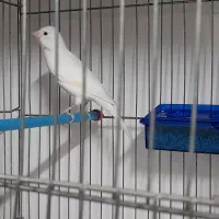 هشت تا قناری رسمی نرمست