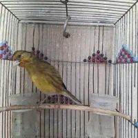 سهره قناری دهن کلا سهره سهره مس مس