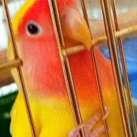 یک جفت کوتوله برزیلی مولد سالم بازیگوش