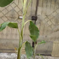 گل وگیاه|گل و گیاه طبیعی|رودسر, |دیوار