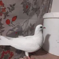 کبوتر‌‌سفید‌تهرانی‌ماده